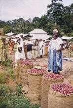 Kola nut merchant, Asante. A kola nut merchant stands beside several sacks containing kola nut
