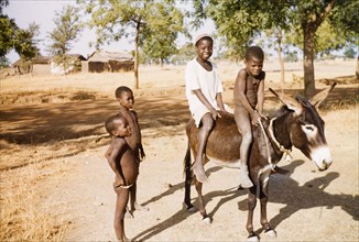 Boys ride a donkey at Navrongo. Two boys ride a donkey bareback as two more young children look on.