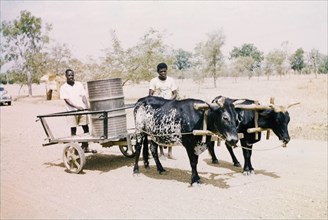 A bullock cart in Zuarungu. Two men guide a bullock cart transporting an oil drum along a road in