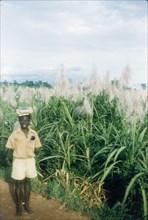Schoolboy in Ghana. A uniformed schoolboy walks past a field of cultivated sugar cane as he returns
