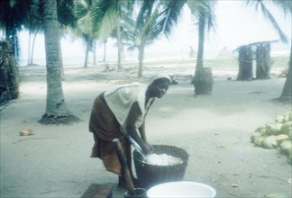 Woman grating a coconut. A woman grates fresh coconut into a basket on the beach at Saltpond.