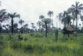 Rice fields in Sierra Leone. Thatched huts stand on stilts in a rice field. Sierra Leone, circa
