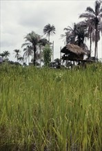 Rice fields in Sierra Leone. View over a rice field, with an elevated thatched hut in the distance.
