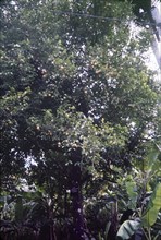 A nutmeg tree in St Lucia. The fruit of the nutmeg tree (Myristica) hangs from its branches ready