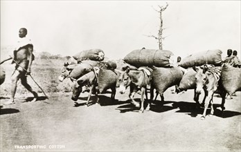 Transporting cotton seeds, Nigeria. Donkeys laden with sacks of cotton seeds are led along a road
