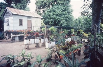 Potted plants for sale. Rows of potted plants for sale sit in rows outside a small wooden house on