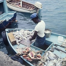 A fisherman prepares his catch. A fisherman prepares a fresh catch of fish on the deck of a boat.