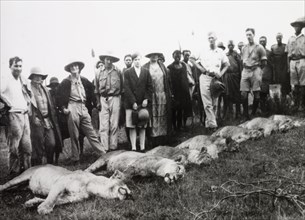 The result of a lion cull. Several European farmers stand over the carcasses of six lions, which
