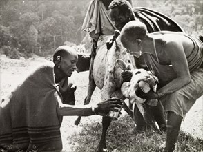 Drawing blood from an ox. Three Kikuyu men restrain an ox with a tourniquet around its neck, whilst