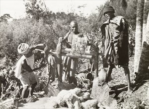 Pressing sugar cane to make beer. Kikuyu men press sugar cane to make beer. The juice is collected