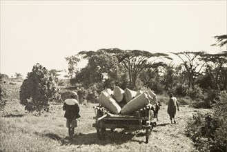 Transporting pyrethrum. Two farm labourers lead an ox-drawn cart laden with sacks of pyrethrum