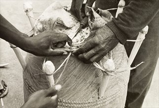 Securing the head of an atumpan drum. Two craftsmen secure the head of an atumpan drum by fastening