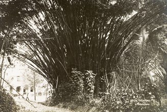 Bamboo on Trinidad island. A giant bamboo (Dendrocalamus giganteus Wall. Ex Munro) overhangs a