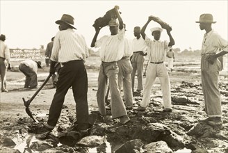 Labourers dig asphalt at the Pitch Lake. Labourers use pickaxes to extract lumps of asphalt from