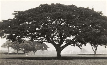 Park landscape in Trinidad. A park landscape, dotted with mature trees. Trinidad, circa 1931.