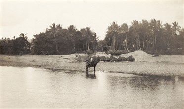 Crossing the Ozama River. A traveller on horseback crosses the Ozama River. Santo Domingo,