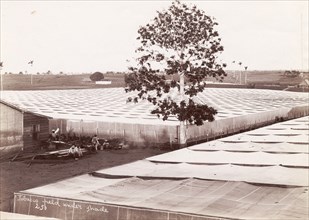 Tobacco field under shade'. A field of tobacco is covered with netting to shade the crop and