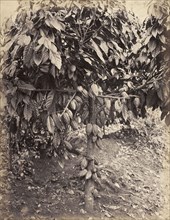 Cocoa tree with cacao pods. Cacao pods weigh down the branches of a cocoa tree. Probably Caribbean,