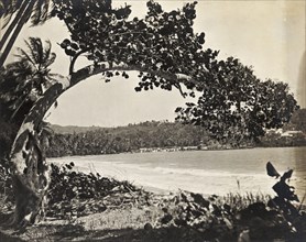 Beach scene in Trinidad and Tobago. A tree overhangs a beach. Probably Trinidad and Tobago, circa