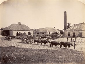 The Llandovery Sugar Estate, Jamaica. Teams of yoked cattle arrive at the Llandovery Sugar Estate