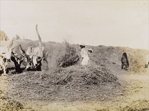 Feeding the cows at Sukkur. A farm labourer feeds three cows, throwing hay into a messy pile with