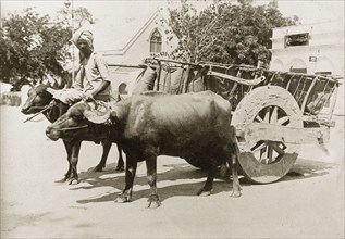 A cart pulled by water buffalo. A pair of harnessed water buffaloes pull a large, two-wheeled cart
