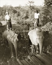 Mahouts with their logging elephants. Two Burmese mahouts (elephant handlers) stand up on the backs