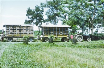 Taking tea leaves to a processing factory. Two trolleys full of tea leaves are towed by tractor
