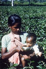 A tea picker and her baby. A tea picker pauses to give her baby a drink as she works in the