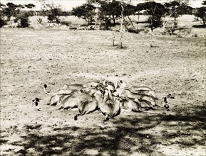 Lionesses feeding. A pride of Serengeti lionesses (Panthera leo) gather in a circle to feed on a