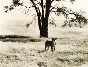 Lioness in the Serengeti. A young lioness (Panthera leo) stands attentively in the grasslands of