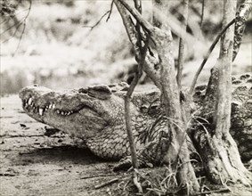 Nile crocodile at Murchison Falls . A Nile crocodile (Crocodylus niloticus) rests on a riverbank at