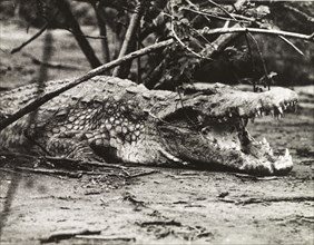 Nile crocodile at Murchison Falls . A Nile crocodile (Crocodylus niloticus) bares its teeth at