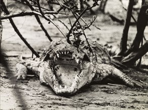 Nile crocodile at Murchison Falls . A Nile crocodile (Crocodylus niloticus) bares its teeth at