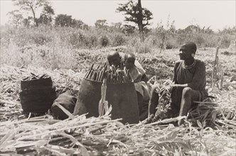 Kikuyu women harvesting crops. Two Kikuyu women take a break from harvesting. They sit in a field