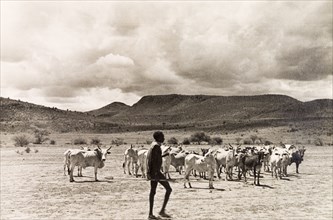 Herding cattle, Kenya. A Kikuyu cattle farmer tends to his herd in the Kenyan countryside. Kenya,