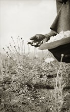 Harvesting pyrethrum flowers. Harvesting pyrethrum flowers (Chrysanthemum cinerariaefolium) on a