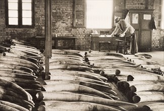 The ivory room at Mombasa'. A European man works at a desk in a warehouse stacked full of elephant