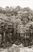 An indigenous forest, Kenya. View of an indigenous forest on a riverbank, viewed from the Heru to