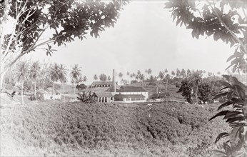The Arcadia Sugar Estate. View across a sugar plantation looking towards the factory and mill of
