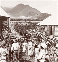 Carrying sugar cane to the mill. Plantation workers carry bundles of harvested sugar cane to a