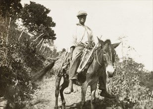 Travelling by donkey, Tortola. A man transporting lengths of rope and a sickle rides a donkey down