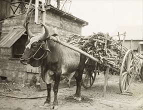 Bullock transporting sugar cane. A bullock stands outside a sugar processing factory, harnessed to