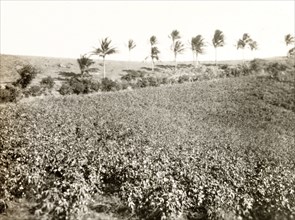Cotton field. View over a large cotton field near a banana plantation. Probably Colombia, circa