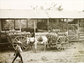 Exporting bananas. Bananas are transported to a railway station by horse-drawn carts, as they are