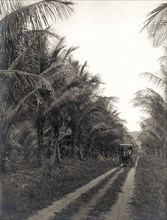 McKinney's coconut plantation. A horse-drawn buggy makes its way along an avenue lined with coconut