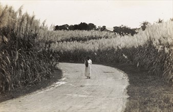Walking through a pampas field. A lone figure walks along a road through a field of high pampas