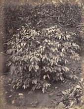 Coffee plant, Caribbean. A coffee plant bearing fruit. Probably Caribbean, circa 1883., Caribbean,