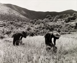 The 'ancient ways of agriculture'. Two female Hakka labourers follow traditional farming methods by