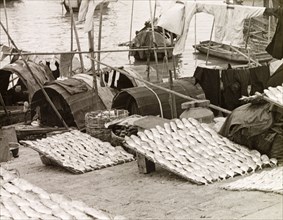 A fisherman's catch at Macau. A fisherman's catch is laid out on racks beside sampans moored at